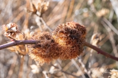 20220219-IMGP1065_pousse_de_cynorhodon