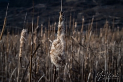 20220219-IMGP1082