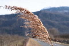 20220219-IMGP1087